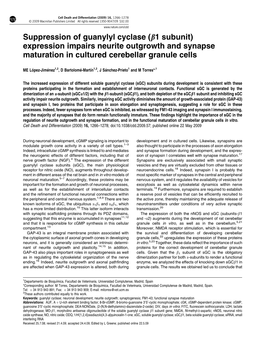 Suppression of Guanylyl Cyclase (B1 Subunit) Expression Impairs Neurite Outgrowth and Synapse Maturation in Cultured Cerebellar Granule Cells