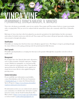 Vinca Vine Periwinkle (Vinca Major, V