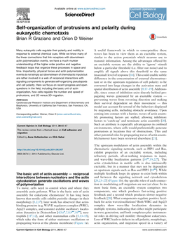 Self-Organization of Protrusions and Polarity During Eukaryotic Chemotaxis