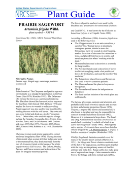 PRAIRIE SAGEWORT Blackfeet As a Preservative for Stored Meat (Hellson