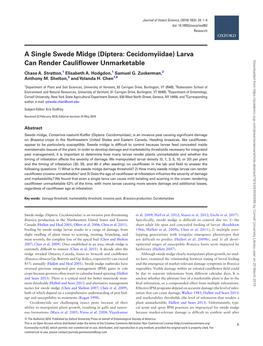 A Single Swede Midge (Diptera: Cecidomyiidae)