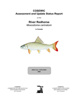 River Redhorse (Moxostoma Carinatum) Is One of Seven Species of the Genus Moxostoma in Canada