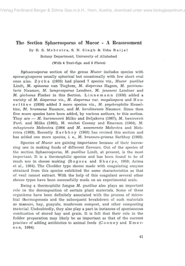 The Section Sphaerosporus of Mucor - a Reassessment by B