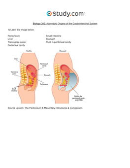 Accessory Organs of the Gastrointestinal System Visual