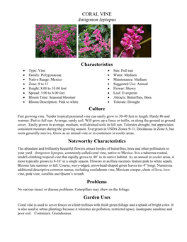 CORAL VINE Antigonon Leptopus Characteristics Culture Noteworthy