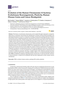 Evolution of the Human Chromosome 13 Synteny: Evolutionary Rearrangements, Plasticity, Human Disease Genes and Cancer Breakpoints