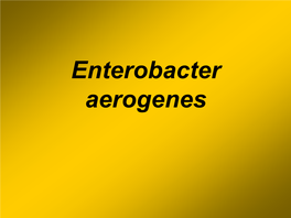 Enterobacter Aerogenes