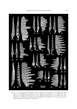 Olenekian (Early Triassic) in Northeastern Vietnam 201 Fig. 146