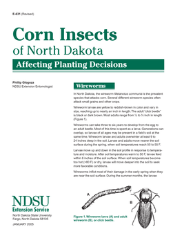 Corn Insects of North Dakota Affecting Planting Decisions