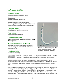 Meloidogyne Fallax