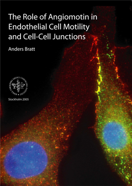 The Role of Angiomotin in Endothelial Cell Motility and Cell-Cell Junction Formation