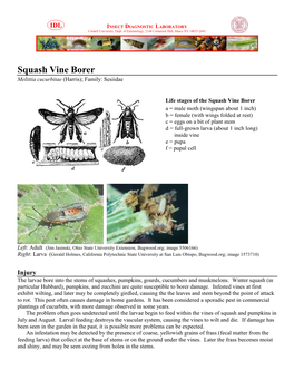 Squash Vine Borer Melittia Cucurbitae (Harris); Family: Sesiidae