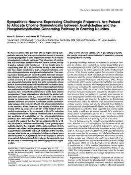 Sympathetic Neurons Expressing Cholinergic Properties Are Poised