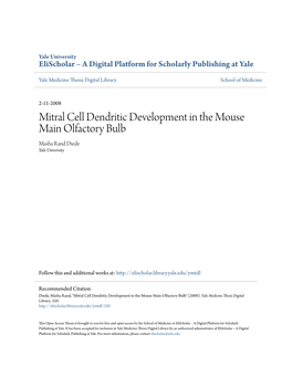 Mitral Cell Dendritic Development in the Mouse Main Olfactory Bulb Masha Rand Diede Yale University