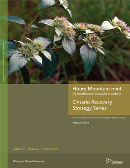 Recovery Strategy for Hoary Mountain-Mint (Pycnanthemum Incanum) in Ontario
