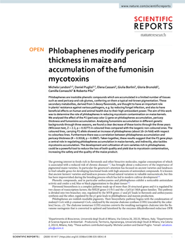 Phlobaphenes Modify Pericarp Thickness in Maize And