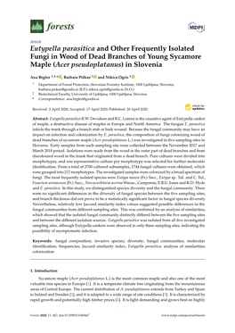 Eutypella Parasitica and Other Frequently Isolated Fungi in Wood of Dead Branches of Young Sycamore Maple (Acer Pseudoplatanus) in Slovenia