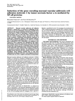 Adhesion Molecule 1 by Tumor Necrosis Factor a Is Mediated by NF-KB Proteins (Transcription Regulation) MASAHIRO TAKEUCHI* and VIJAY R