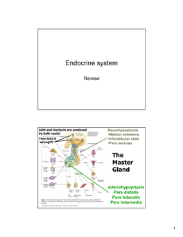 Endocrine System