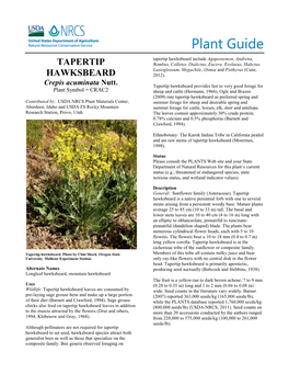 Plant Guide: Tapertip Hawksbeard (Crepis Acuminata Nutt.)