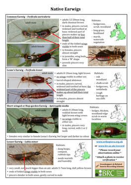 Earwigs, Cockroaches and Stick-Insects