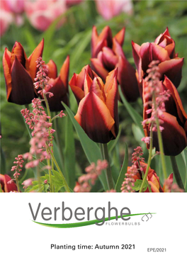 Planting Time: Autumn 2021 EPE/2021 Verberghe Flower Bulbs