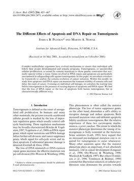 The Different Effects of Apoptosis and DNA Repair on Tumorigenesis