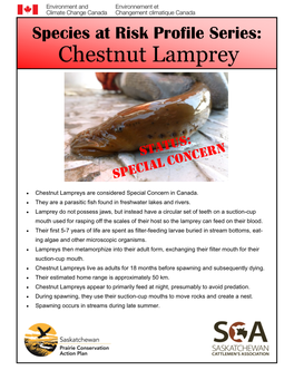 Chestnut Lamprey