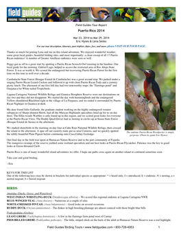 FIELD GUIDES BIRDING TOURS: Puerto Rico 2014