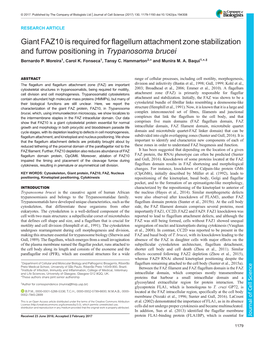 Giant FAZ10 Is Required for Flagellum Attachment Zone Stabilization and Furrow Positioning in Trypanosoma Brucei Bernardo P