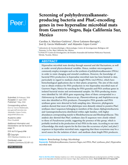 Producing Bacteria and Phac-Encoding Genes in Two Hypersaline Microbial Mats from Guerrero Negro, Baja California Sur, Mexico