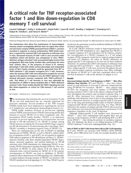 A Critical Role for TNF Receptor-Associated Factor 1 and Bim Down-Regulation in CD8 Memory T Cell Survival