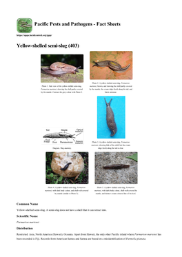 Yellow-Shelled Semi-Slug (403)