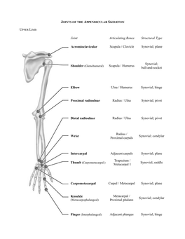 Plane Scapula / Humerus Synovial; Ball