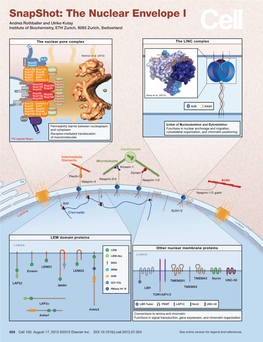 Snapshot: the Nuclear Envelope I Andrea Rothballer and Ulrike Kutay Institute of Biochemistry, ETH Zurich, 8093 Zurich, Switzerland