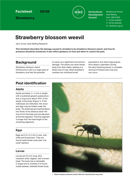 Strawberry Strawberry Blossom Weevil