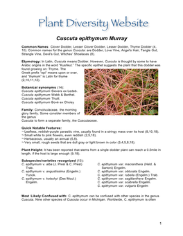 Cuscuta Epithymum Murray