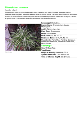 Chlorophytum Comosum (Spider Plant) Spider Plants Is Native to South Africa Where It Grows in a Light Or Dark Shade