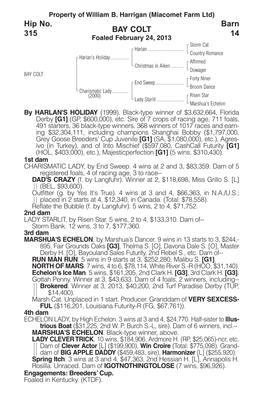 BAY COLT Barn 14 Hip No