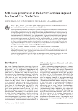 Soft-Tissue Preservation in the Lower Cambrian Linguloid Brachiopod