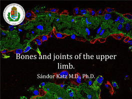 Bones and Joints of the Upper Limb. Sándor Katz M.D., Ph.D