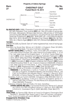 CHESTNUT COLT Barn 27 Hip No