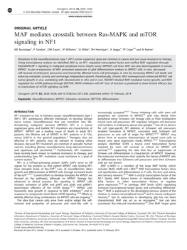 MAF Mediates Crosstalk Between Ras-MAPK and Mtor Signaling in NF1