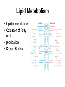 Lipid Metabolism