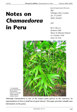 Notes on Chamaedorea in Peru