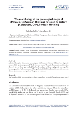 ﻿The Morphology of the Preimaginal Stages of Rhinusa Neta (Germar, 1821) and Notes on Its Biology (Coleoptera, Curculionidae