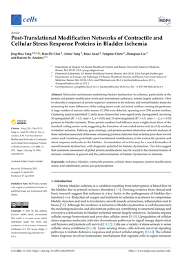 Post-Translational Modification Networks of Contractile and Cellular Stress Response Proteins in Bladder Ischemia