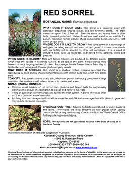 Red Sorrel Flyer