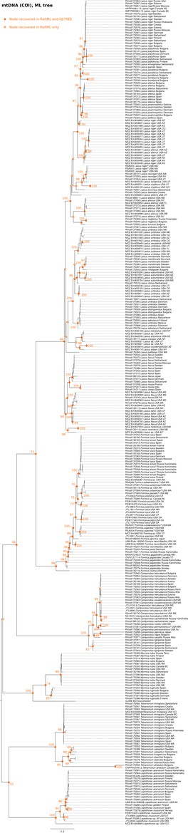 Mtdna (COI), ML Tree