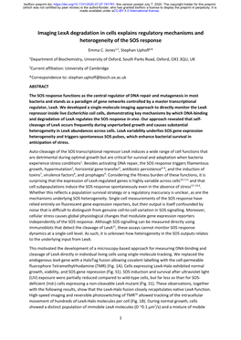 Imaging Lexa Degradation in Cells Explains Regulatory Mechanisms and Heterogeneity of the SOS Response